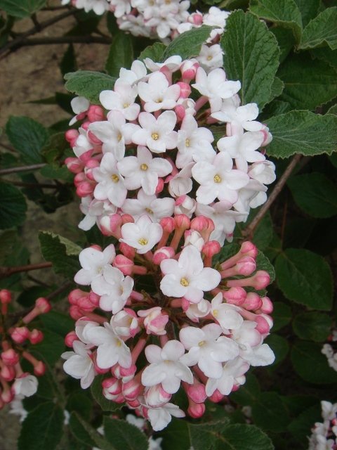 Viburnum carlesii (2)